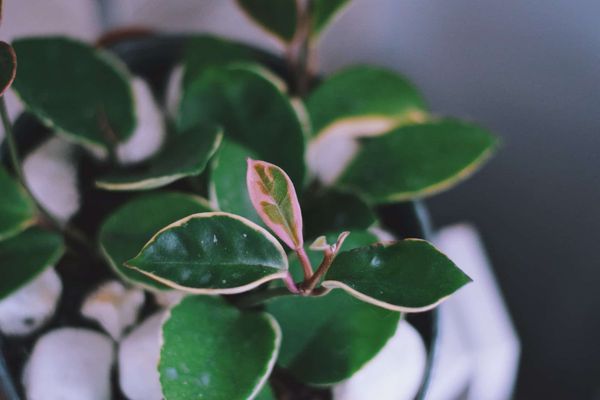 Green Hoya houseplant