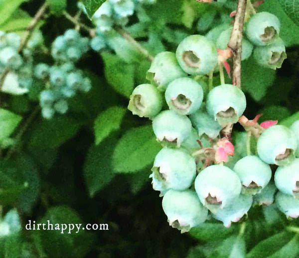 growing blueberries