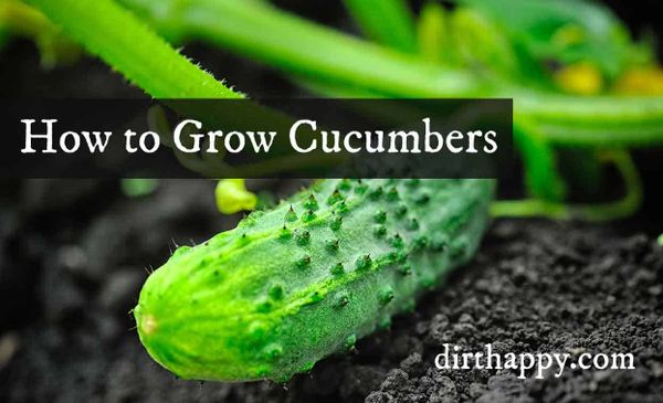learn how to grow cucumbers in your garden