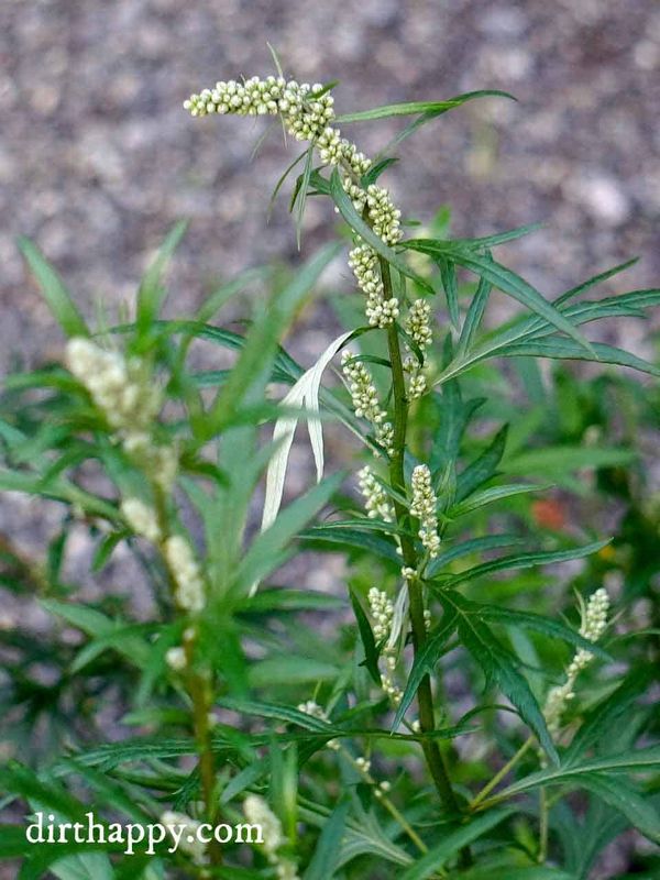 Common Mugwort: Artemisia Vulgaris Information and Uses