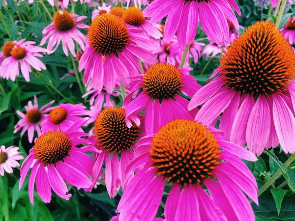 Pink flowers, Echinacea