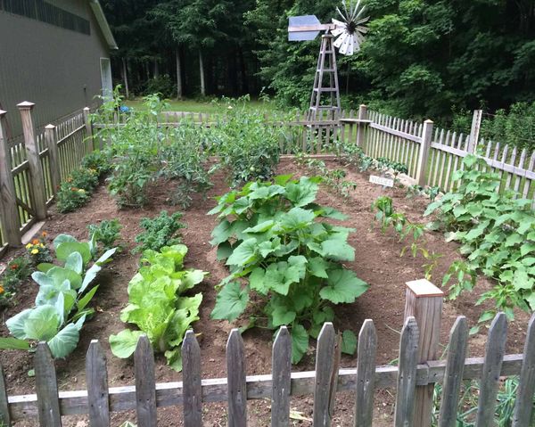 Small vegetable garden of healthy green plants with fence and little decorative windmill.