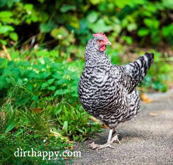 homesteading animals