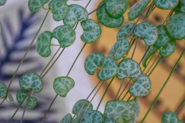 String of Hearts, Rosary Vine (Ceropegia woodii, Ceropegia linearis ssp. woodii) Nominated!