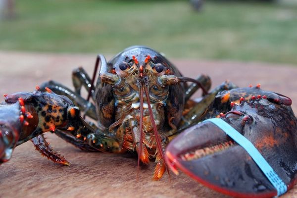 11 Things You Probably Don’t Know About Lobsters
