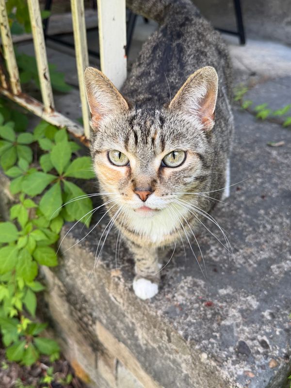 Wildfire Weekend, Cat Photos + What I've Been Working On