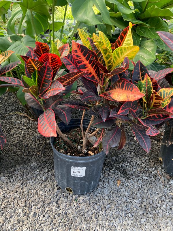 Croton Plant Care