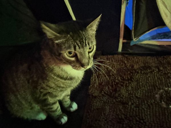 Camping with Cats - August 7 2026