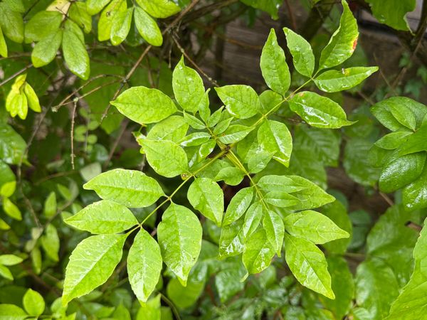Ash Tree