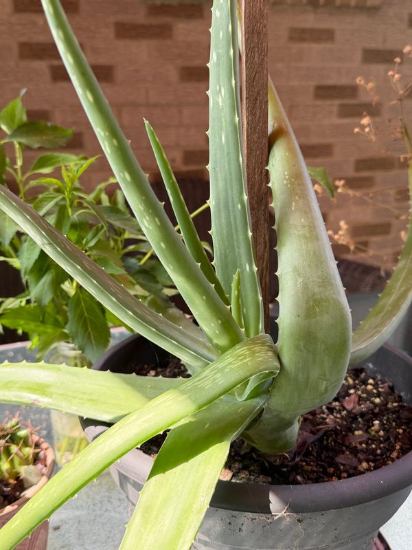 Aloe Vera: Plant Care & Tips for Growing Aloe