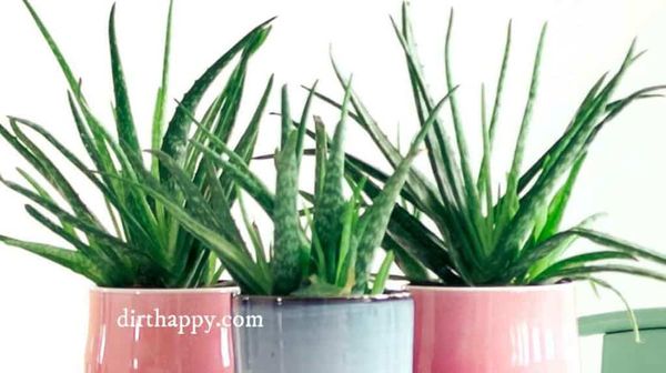 Aloe Vera: Plant Care & Tips for Growing Aloe