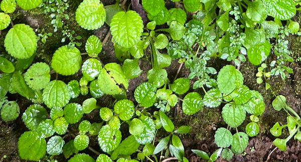 Creeping Charlie Houseplant Care (Pilea Nummulariifolia)