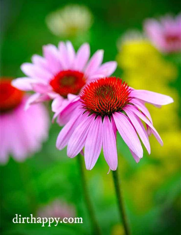 Echinacea Plants: Growing, Care and Uses