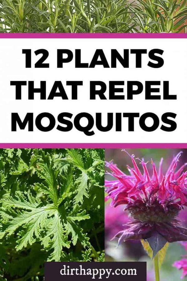 12 Plants That Repel Mosquitos You Will Definitely Want to Grow!