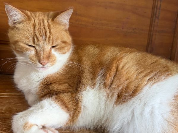 Happy September + Friday Cat Photos