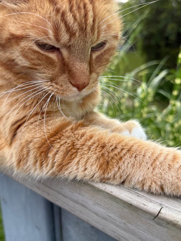Junk Jewelry, Stitch Collage + Friday Cat Photos (Grumpy Cats)