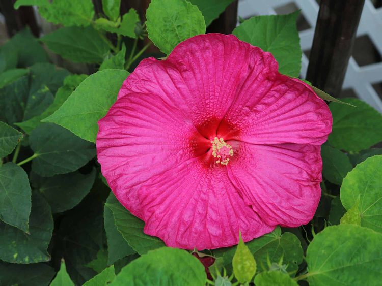 Hibiscus Flower Photo