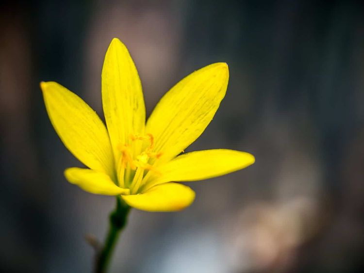 Yellow flower in the dark