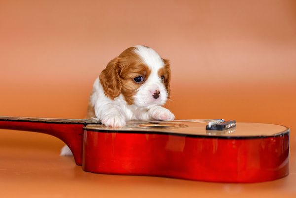 The Only Limit Is Your Imagination