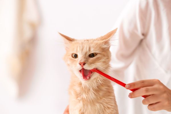 Brush Up On Your Brushing