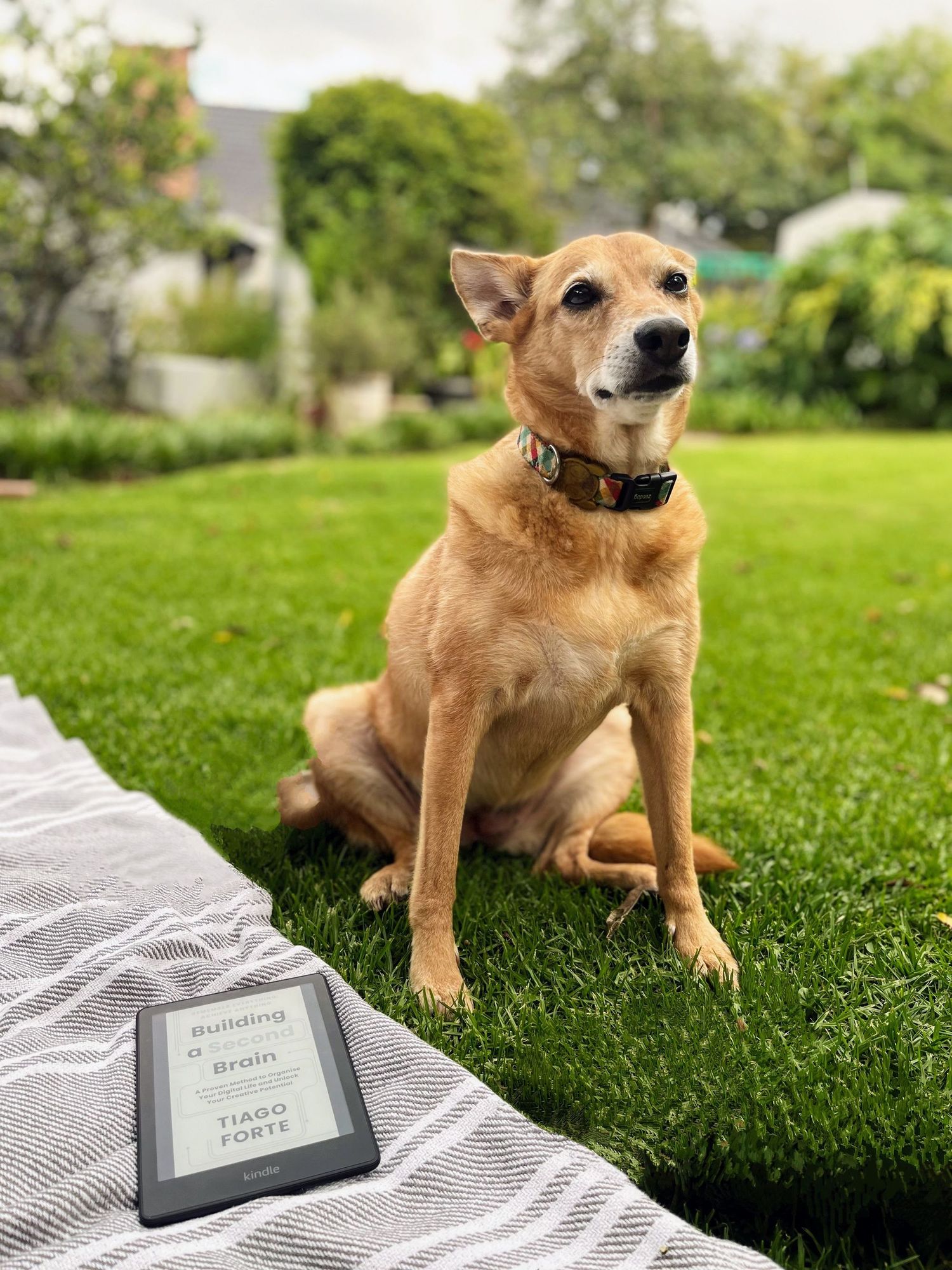Reflections on an Ageing Fox