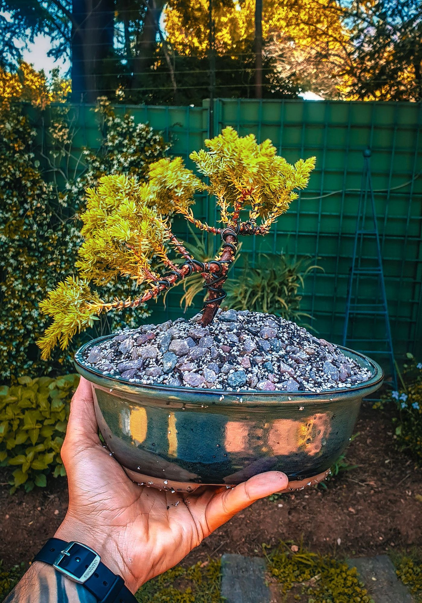 The Bonsai Principle: A Study in Patience