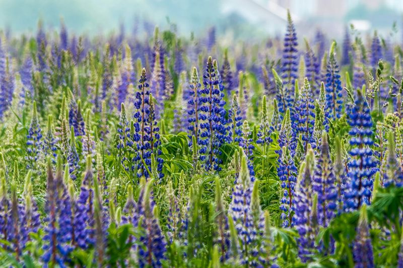 A field of violet blue lavender