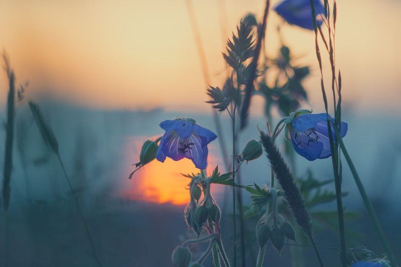 Sunset in background, with blue-ish/purple flowers in the foreground