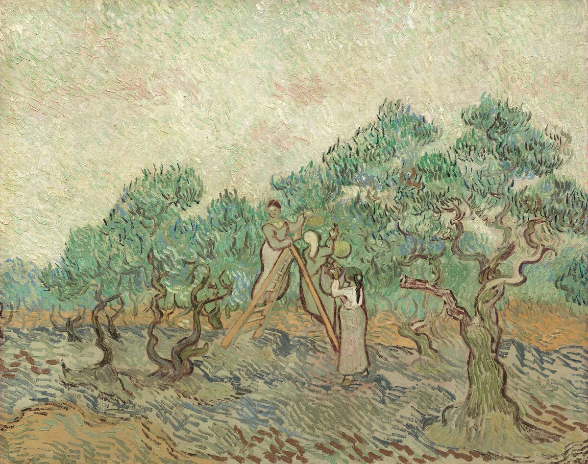 은빛 올리브 숲을 채우는 여인들의 따스한 수확과 사다리의 리듬, 올리브 수확 The Olive Orchard