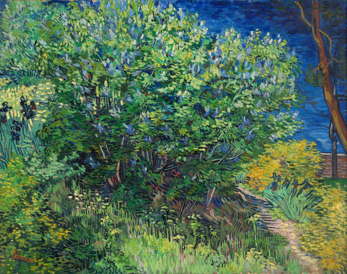 햇살 아래 피어난 연보랏빛 꽃구름과 병원 뜰의 따스한 안식, 라일락 꽃덤불 Lilac Bush
