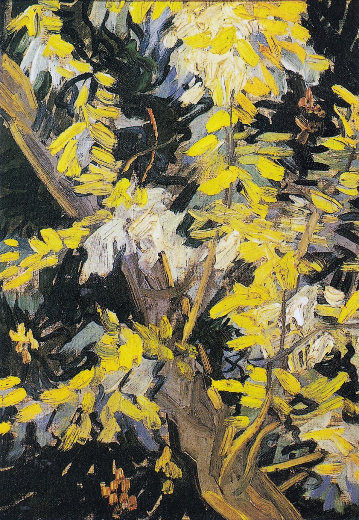 생의 막바지에 터져 나온 눈부신 황금빛 찰나, 꽃피는 아카시아 가지 Blossoming Acacia Branches