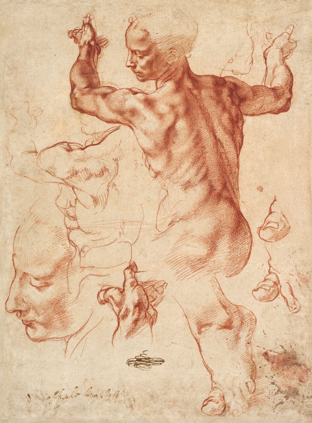 남성의 누드 뒷모습과 세부 스터디 (Studies of a Male Nude and Details)