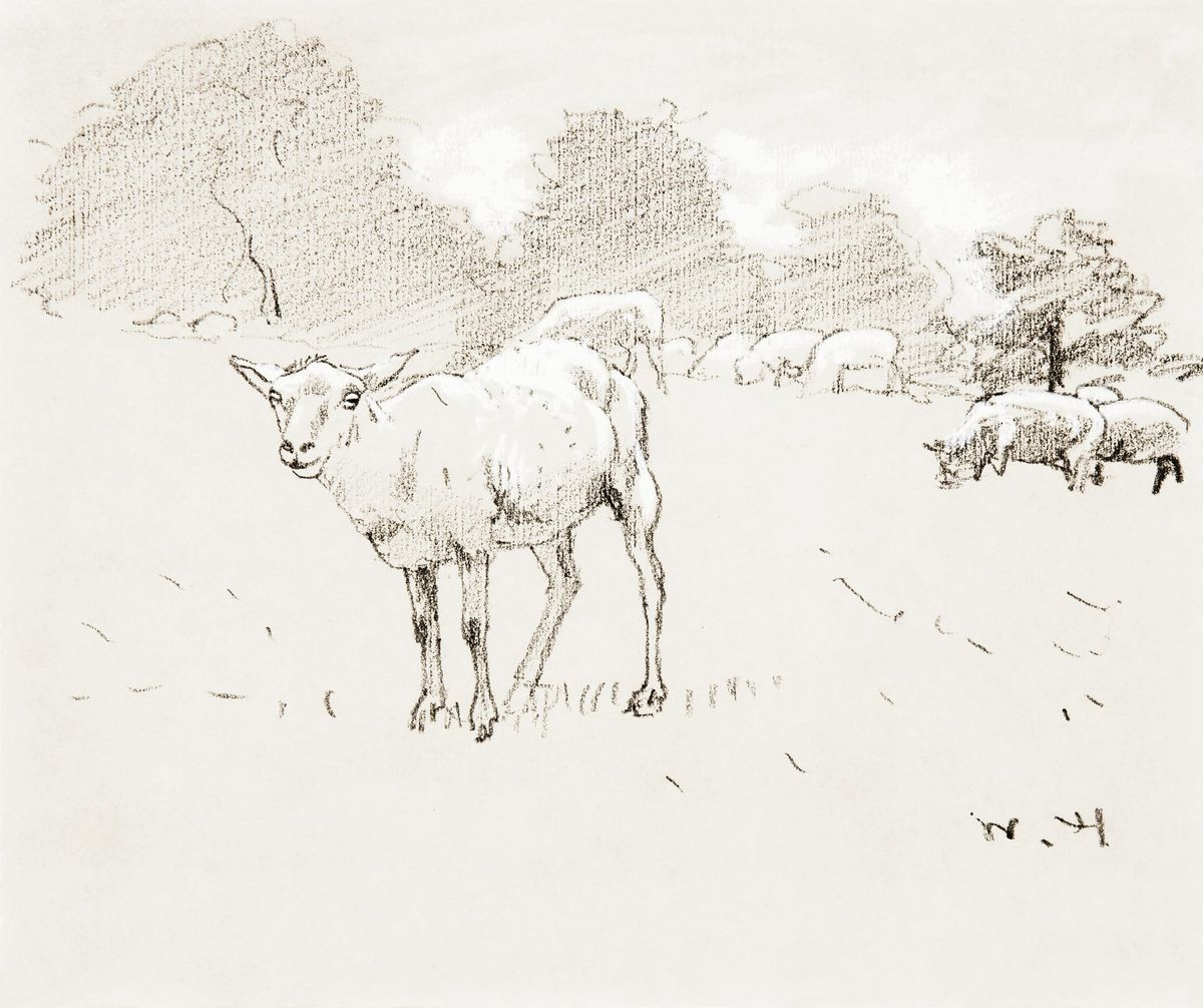 휴튼 농장의 양 떼 스케치 - Sheep, Houghton Farm