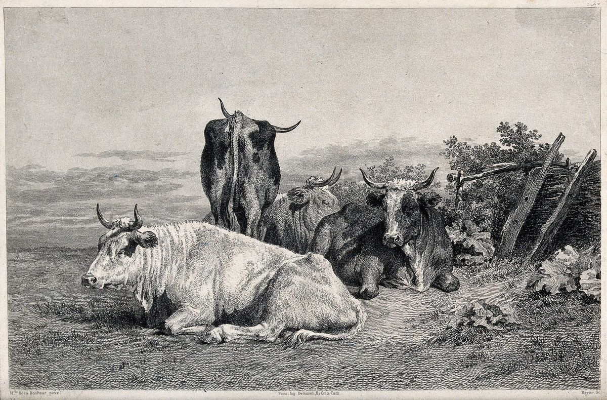 휴식을 취하는 소들 (Cattle at Rest)