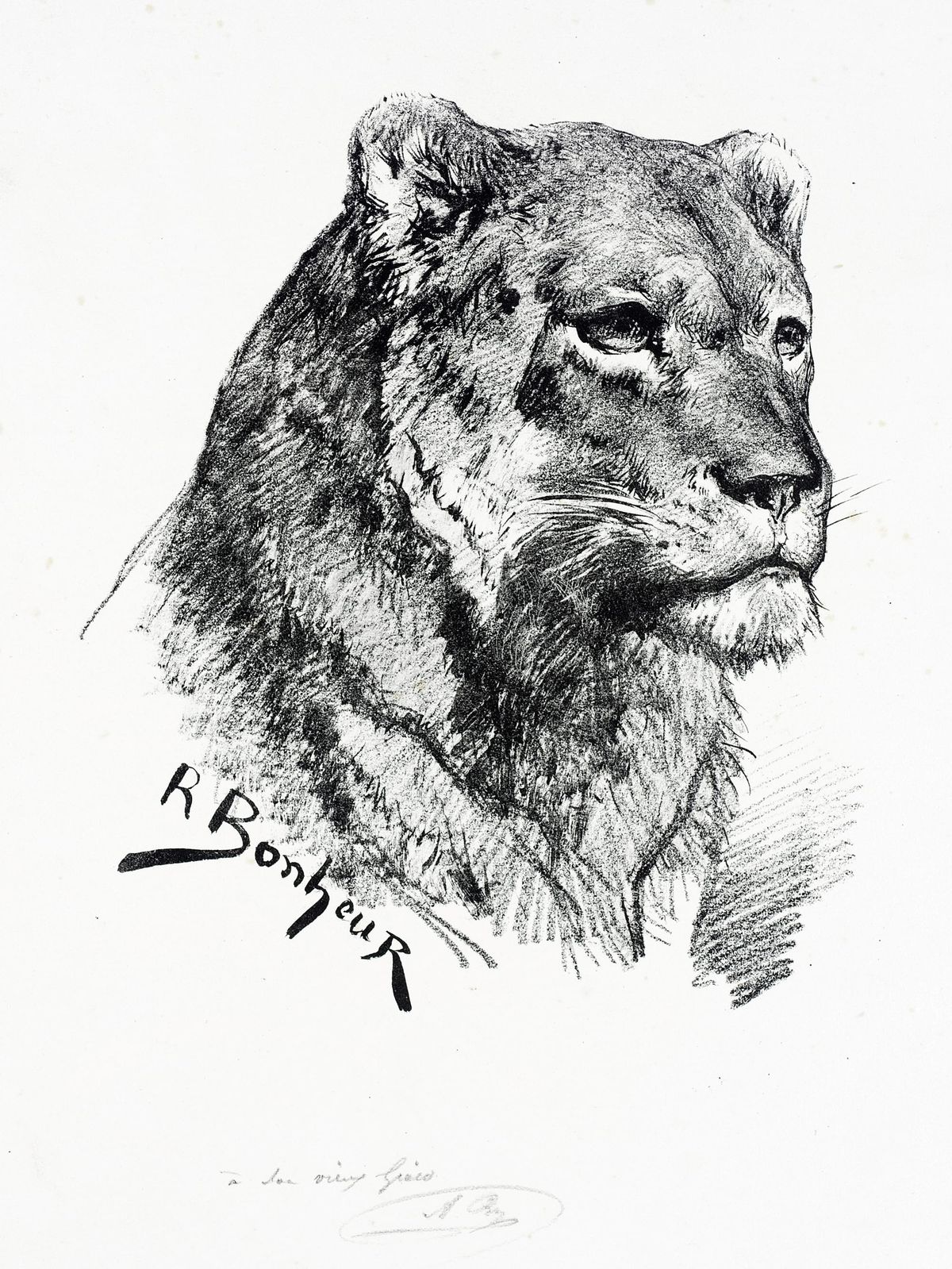 암사자의 두상 (Head of a Lioness)