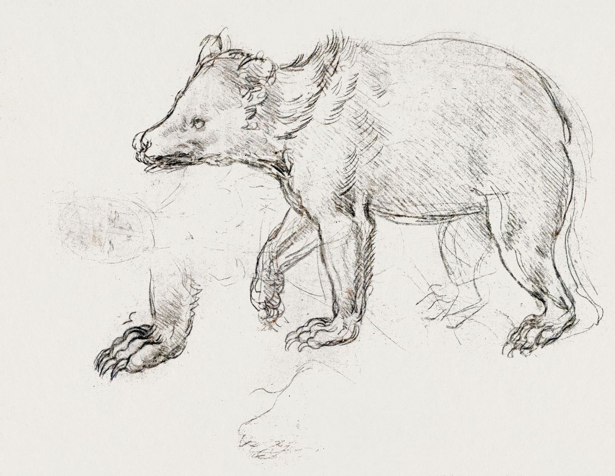 걷는 곰 습작 (Head and Forelegs of a Bear / Study of a Walking Bear)