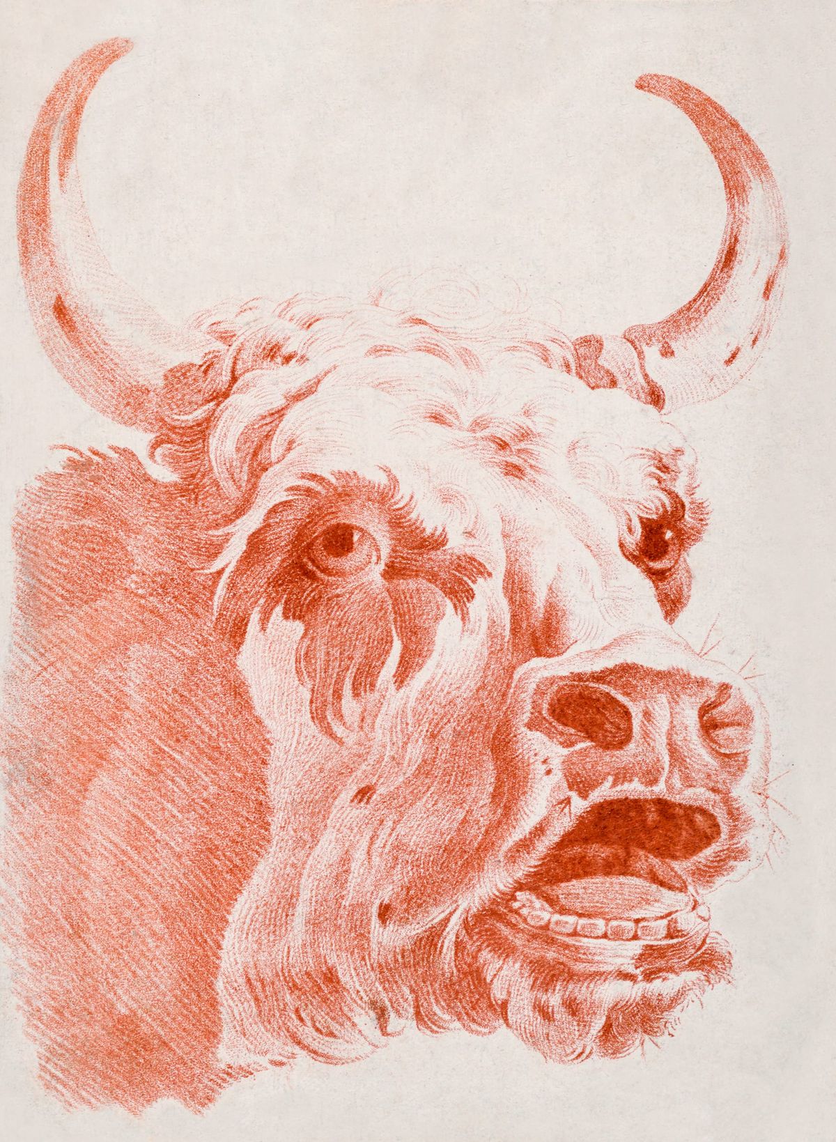 황소의 머리 (Head of a Bull)