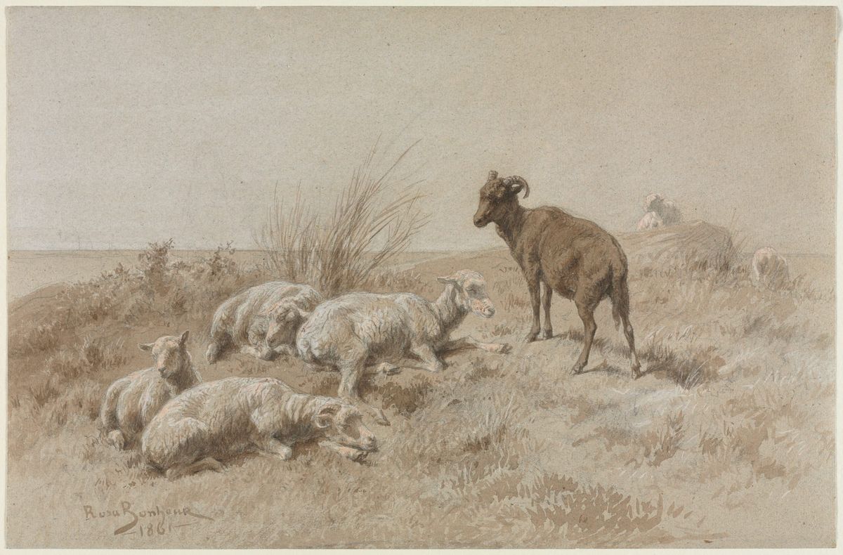 양과 염소 (Sheep and Goat)