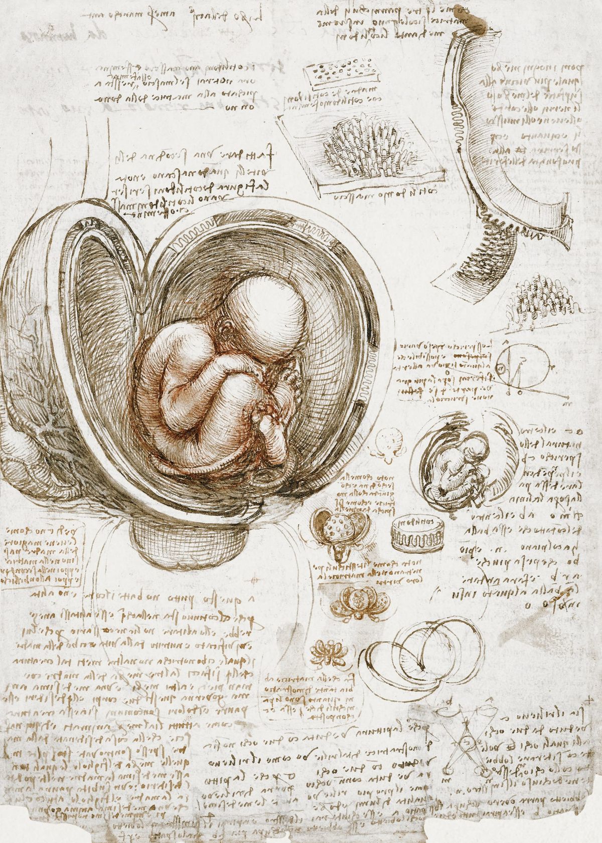 자궁 속의 태아 (Studies of the Fetus in the Womb)