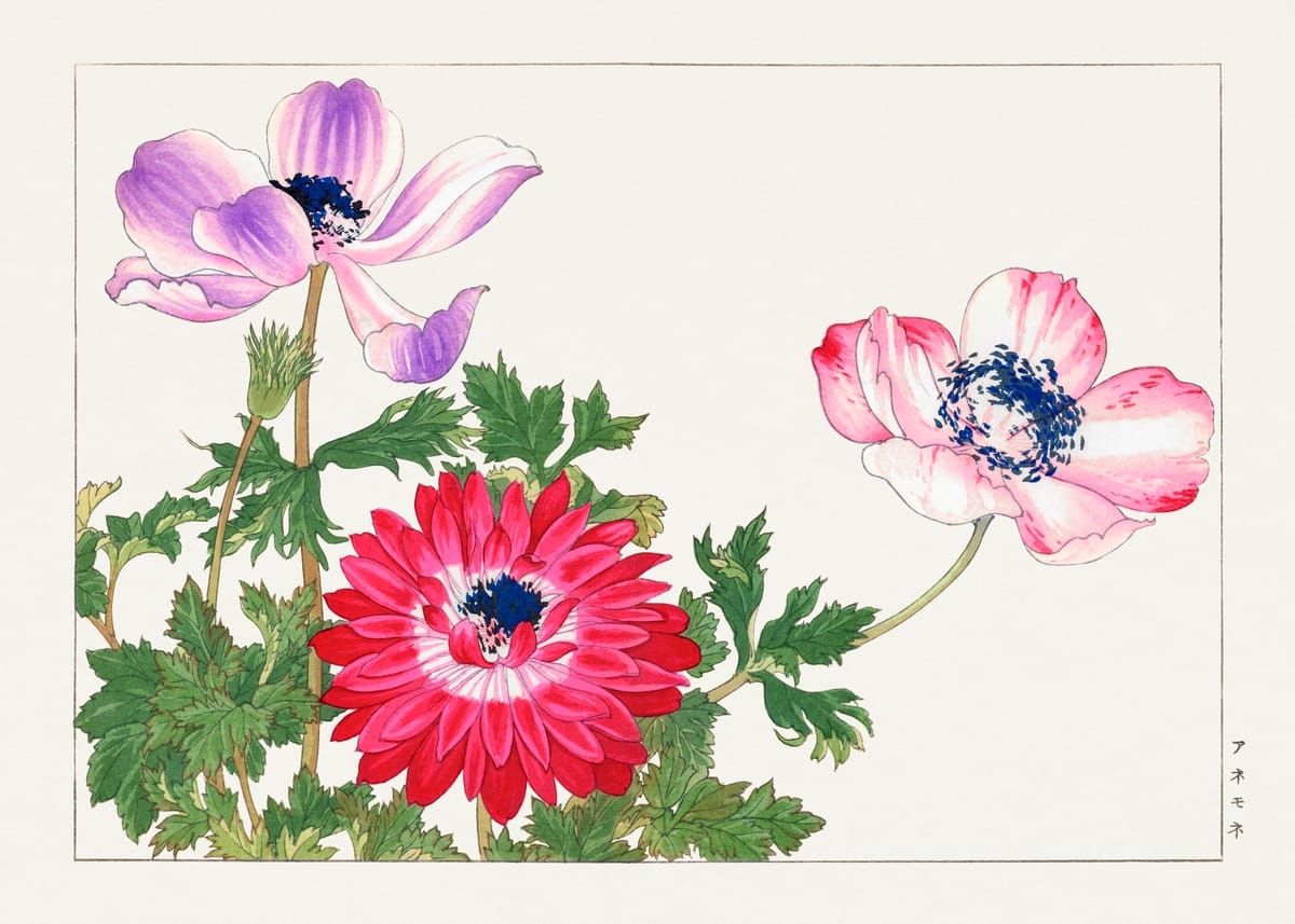 서양초화도보 중 아네모네 (アネモネ  Anemone from Seiyo Soka Zufu, 1917)-