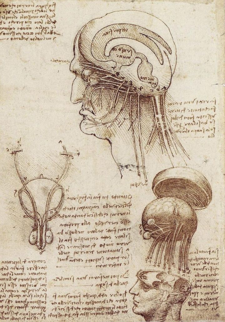 뇌의 구조와 신경계 및 감각기관 연구 (Studies of the Brain, Nerves, and Sensory Organs)