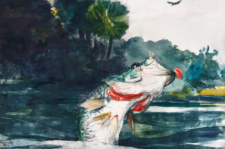 솟구치는 배스 (플로리다의 낚시) - Jumping Trout / Bass, Homosassa River