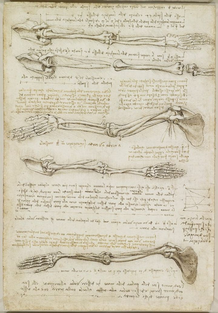 팔의 골격과 회전 해부학 연구 (Anatomical Studies of the Bones of the Arm)