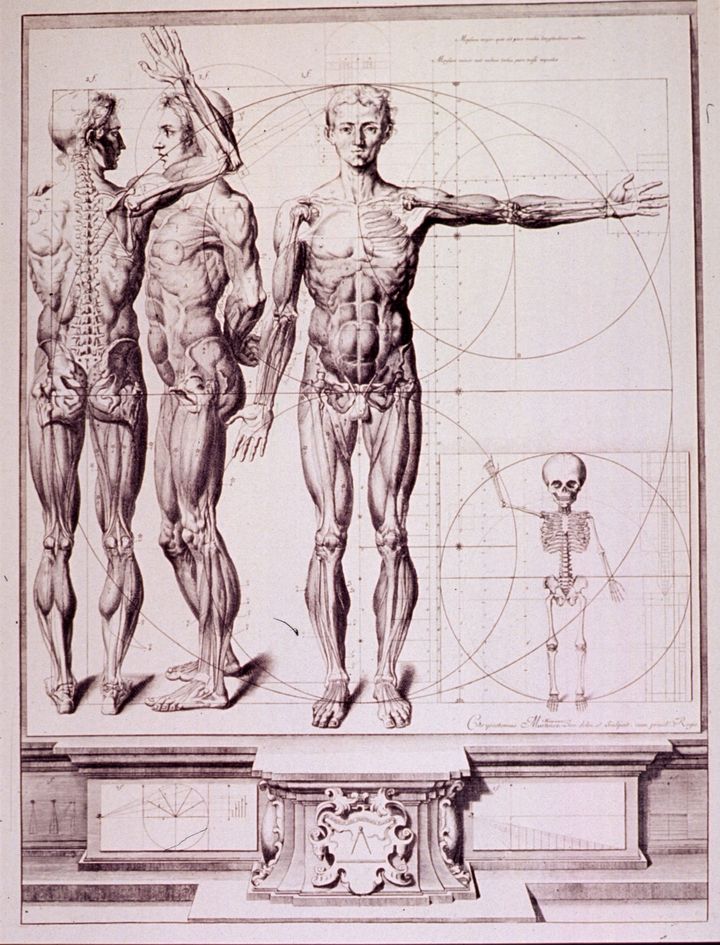 인체 비례와 근육 해부학 연구 (Anatomical Study of Human Proportions and Musculature)