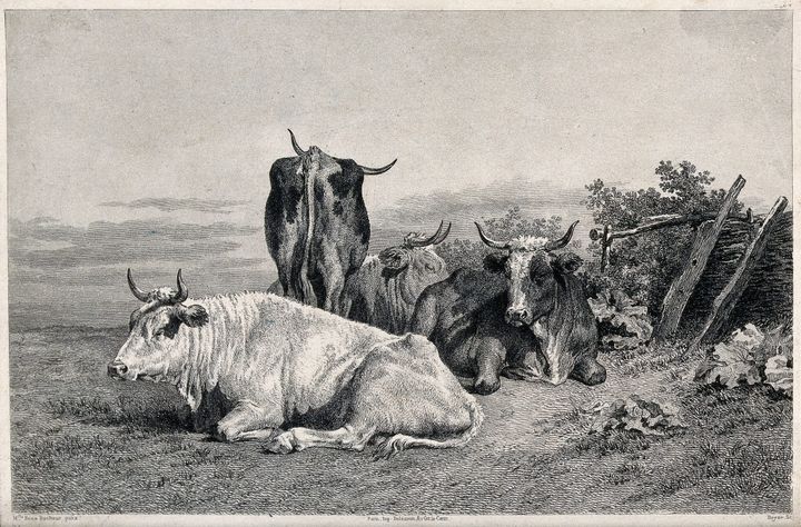 휴식을 취하는 소들 (Cattle at Rest)