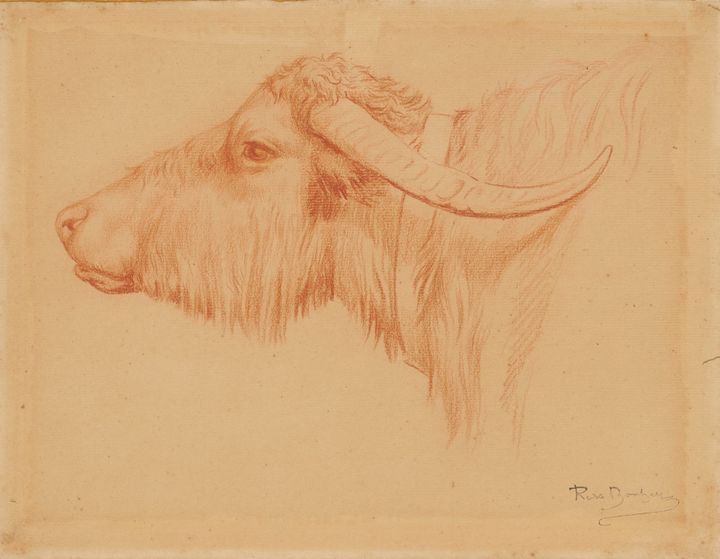 황소의 두상 연구 (Study of a Bull's Head)