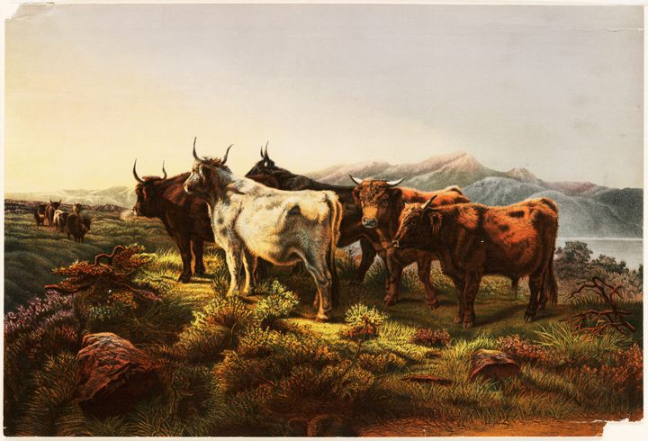 하이랜드의 소들 (Highland Cattle)