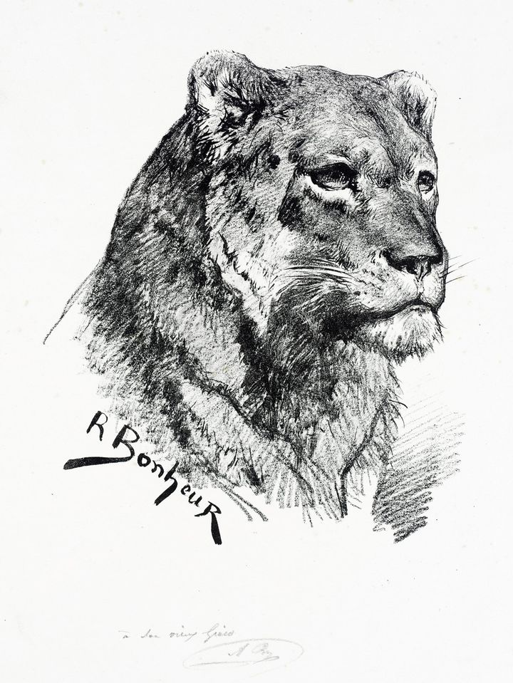 암사자의 두상 (Head of a Lioness)