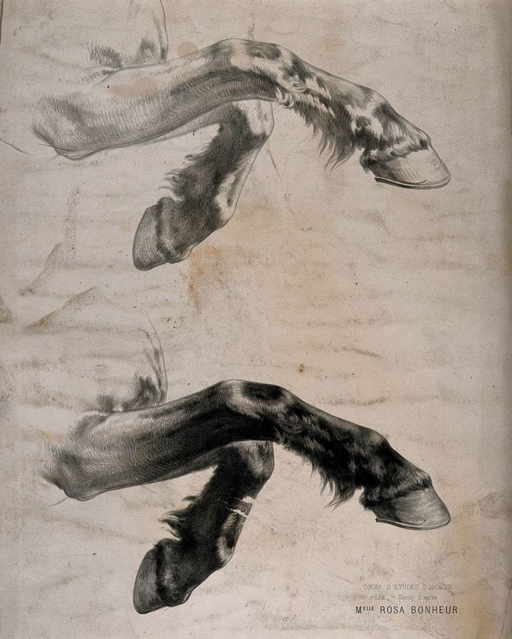 말 다리 연구 (Study of Horse Legs)