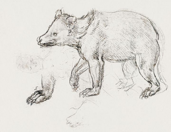 걷는 곰 습작 (Head and Forelegs of a Bear / Study of a Walking Bear)